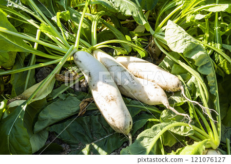 Freshly harvested White Jade Radishes are placed in farmland in Meinong, Kaohsiung, Taiwan. 121076127