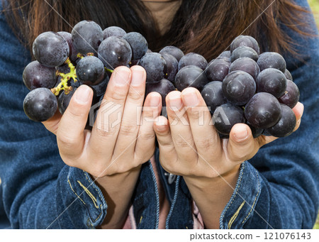 Close-up of a woman holding grapes in her hands at the vineyard of Miaoli, Taiwan. 121076143