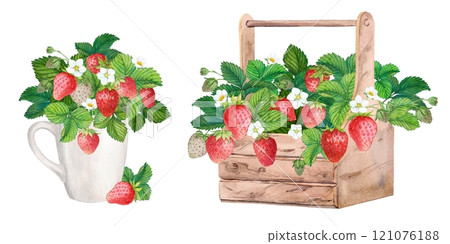 Freshly picked strawberries in a wooden box. Bright watercolor illustration, pure colors. Wooden crate with farm-grown berries. Ingredient for tea, yogurt, aromatic additive in cosmetics. 121076188