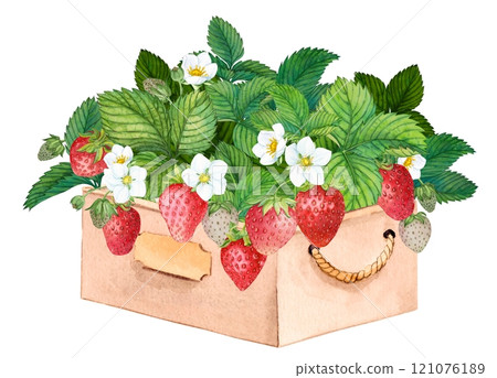 Freshly picked strawberries in a wooden box. Bright watercolor illustration, pure colors. Wooden crate with farm-grown berries. Ingredient for tea, yogurt, aromatic additive in cosmetics. 121076189