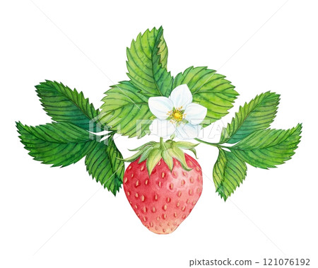 Strawberry plant with red berries, watercolor painting. Design for groceries, farm products, tea, natural cosmetics. Summer garden design element. 121076192