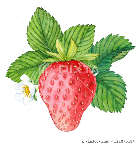 Strawberry plant with red berries, watercolor painting. Design for groceries, farm products, tea, natural cosmetics. Summer garden design element. 121076194