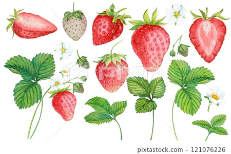 Collection of fresh red fruits and strawberry leaves isolated on white background. Watercolor illustration. Healthy food concept. Composition of spring berries. Ingredient for various dishes. Collection of fresh red fruits and strawberry leaves isolated on white background. Watercolor illustration. Healthy food concept. Composition of spring berries. Ingredient for various dishes. 121076226