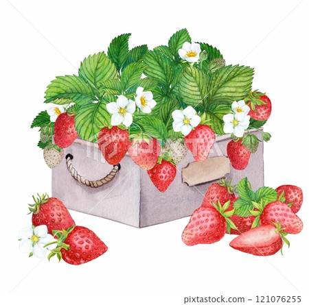 Freshly picked strawberries in a wooden box. Bright watercolor illustration, pure colors. Wooden crate with farm-grown berries. Ingredient for tea, yogurt, aromatic additive in cosmetics. 121076255