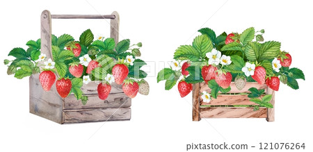 Freshly picked strawberries in a wooden box. Bright watercolor illustration, pure colors. Two wooden crates of farm-grown berries. Country style clipart Freshly picked strawberries in a wooden box. Bright watercolor illustration, pure colors. Two wooden crates of farm-grown berries. Country style clipart 121076264