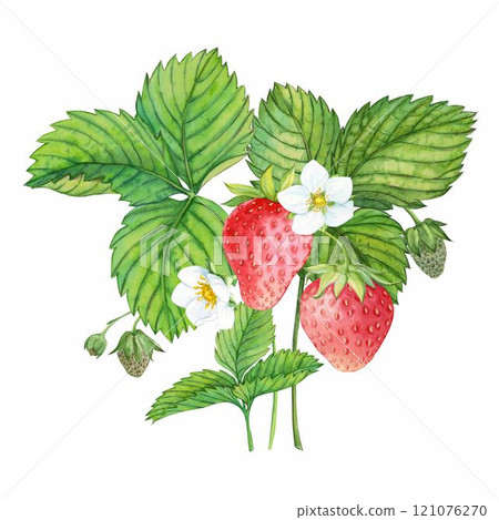Strawberry plant with red berries, watercolor painting. Design for groceries, farm products, tea, natural cosmetics. Summer garden design element. 121076270