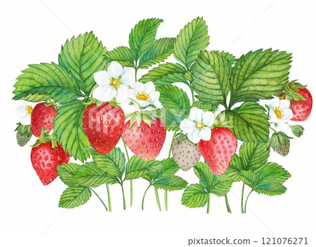 Strawberry plant with red berries, watercolor painting. Design for groceries, farm products, tea, natural cosmetics. Summer garden design element. Strawberry plant with red berries, watercolor painting. Design for groceries, farm products, tea, natural cosmetics. Summer garden design element. 121076271