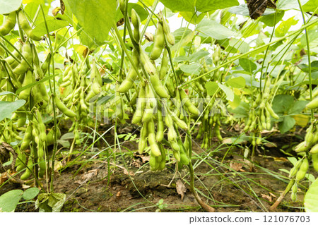 Close-up of edamame pods growing in the farmland of Wandan, Pingtung, Taiwan. Close-up of edamame pods growing in the farmland of Wandan, Pingtung, Taiwan. 121076703