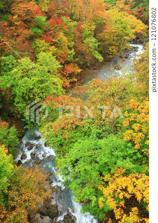 從森大橋眺望松川溪谷的紅葉 從森大橋眺望松川溪谷的紅葉 121076802