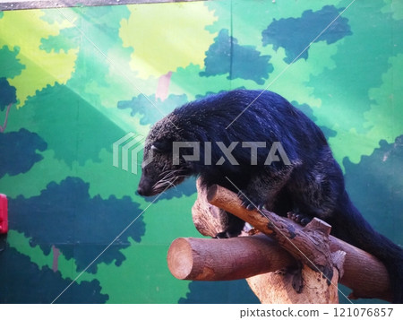 Jet black fur of the Binturong Jet black fur of the Binturong 121076857