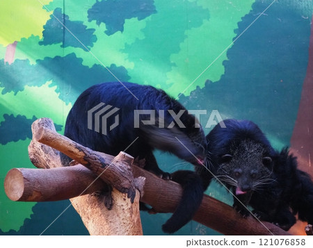 Jet black fur of the Binturong Jet black fur of the Binturong 121076858