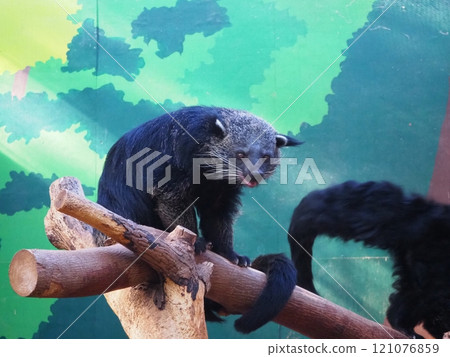 Jet black fur of the Binturong Jet black fur of the Binturong 121076859