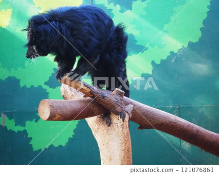 Jet black fur of the Binturong Jet black fur of the Binturong 121076861