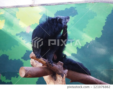 Jet black fur of the Binturong Jet black fur of the Binturong 121076862