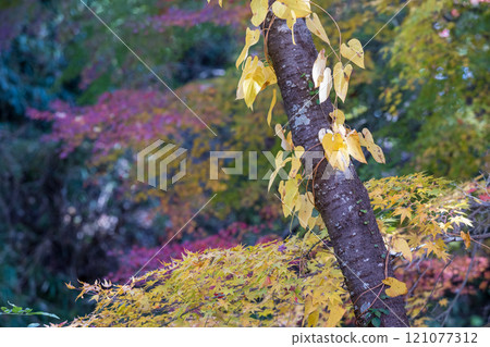 Kumamoto's beautiful autumn foliage spots Kumamoto's beautiful autumn foliage spots 121077312