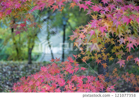 Kumamoto's beautiful autumn foliage spots 121077358