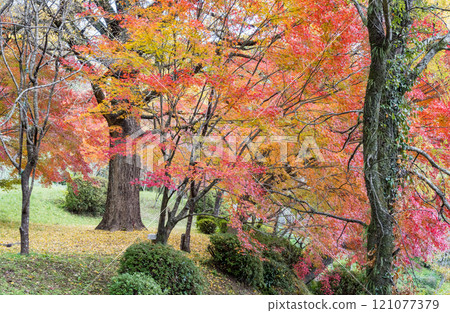 Kumamoto's beautiful autumn foliage spots 121077379
