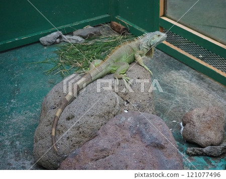 綠鬣蜥擱在石頭上 綠鬣蜥擱在石頭上 121077496