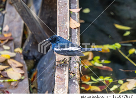 公園裡一隻大噪的特寫 121077657