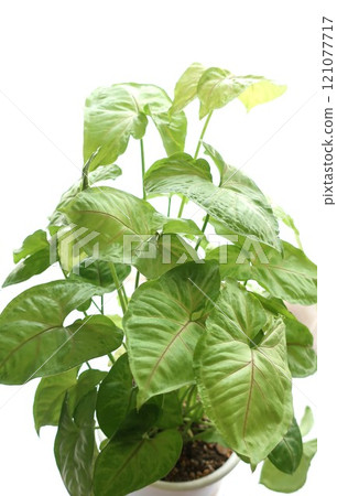 合果觀賞植物 121077717