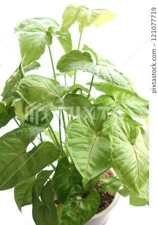 合果觀賞植物 合果觀賞植物 121077719