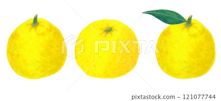 Watercolor illustration of yuzu Watercolor illustration of yuzu 121077744