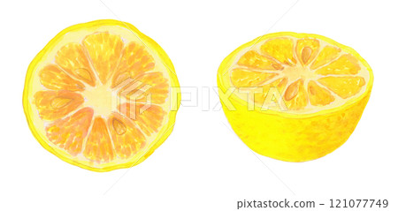 Illustration material of citrus fruits cut in half, painted in watercolor Illustration material of citrus fruits cut in half, painted in watercolor 121077749