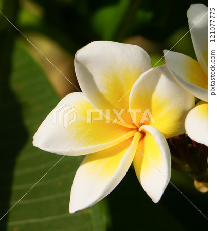 Plumeria flower Plumeria flower 121077775