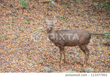 Deer in Kasugayama Primeval Forest, Nara City Deer in Kasugayama Primeval Forest, Nara City 121077902