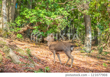 Deer in Kasugayama Primeval Forest, Nara City 121077908