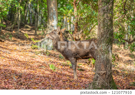 Deer in Kasugayama Primeval Forest, Nara City Deer in Kasugayama Primeval Forest, Nara City 121077910