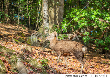 春日山原始森林鹿 奈良市 121077911