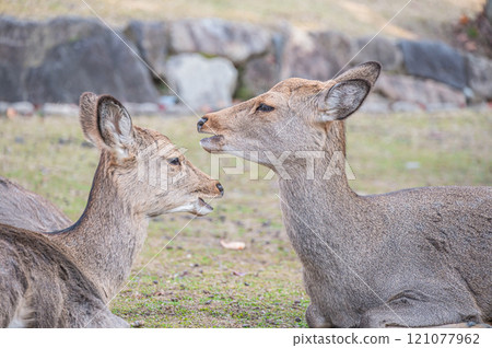 Deer at the foot of Mount Wakakusa, Nara City 121077962