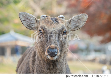 Deer at the foot of Mount Wakakusa, Nara City 121077965