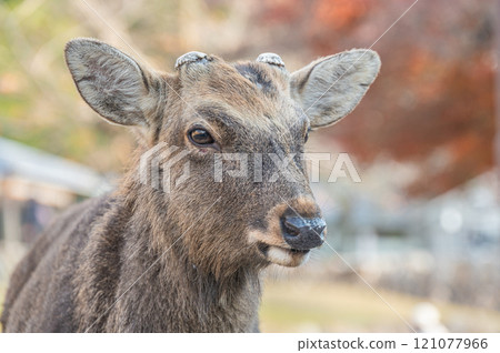 Deer at the foot of Mount Wakakusa, Nara City 121077966