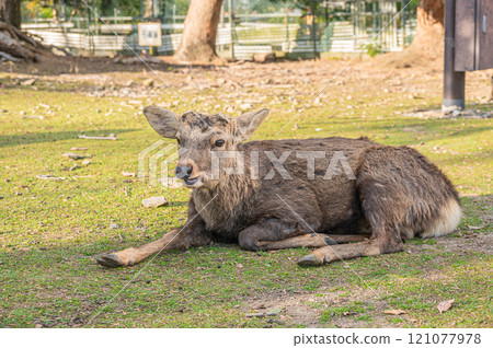 奈良市若草山山麓的鹿 奈良市若草山山麓的鹿 121077978