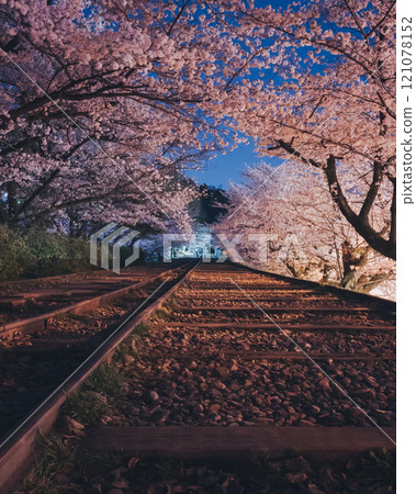 Night rise cherry blossoms of kicking Incline Night rise cherry blossoms of kicking Incline 121078152