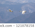 A pair of amber swans 121078158