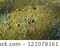 Acorns and cupules 121078161