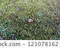 Acorn 121078162