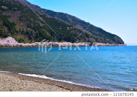Cherry blossom view Kaizu Osaki 121078195