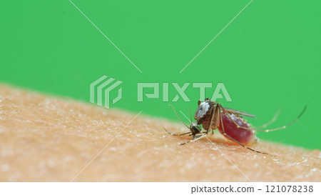 This striking macro shot captures a Culex gelidus mosquito feeding on human skin, with a bright green background emphasizing the insect's delicate details and its vivid, blood-filled abdomen. 121078238