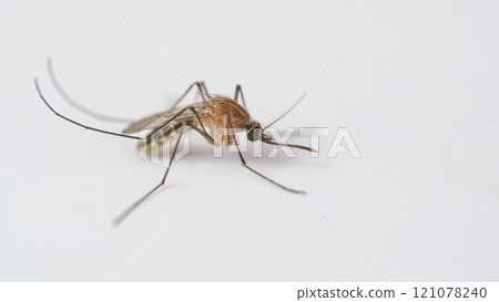 A detailed close-up of a mosquito resting on a plain white surface, ideal for scientific, medical, or educational applications. A detailed close-up of a mosquito resting on a plain white surface, ideal for scientific, medical, or educational applications. 121078240