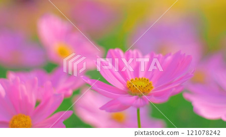 Vivid Pink Cosmos Flower in Bloom. Perfect for Nature Themes and Inspirational Designs 121078242