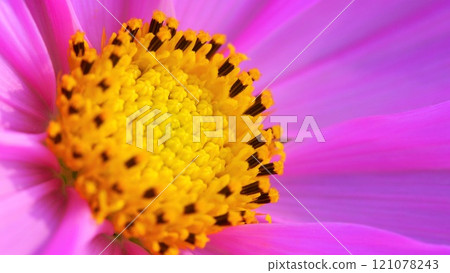 Macro View of a Cosmos Flower's Vibrant Yellow Center and Radiant Pink Petals. A Close-Up Celebration of Nature's Beauty 121078243