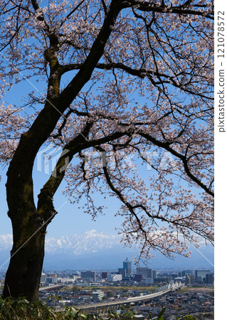 2024 Cherry blossoms in full bloom: Toyama city and the Northern Alps Tateyama mountain range from the Kurehayama Sakura Hiroba Observatory 121078572
