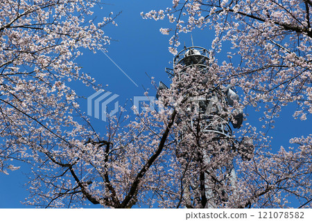 2024年吳羽山櫻花盛開，無線電塔和藍天 121078582