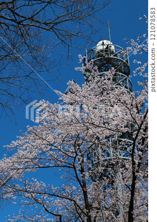 2024年吳羽山櫻花盛開，無線電塔和藍天 121078583