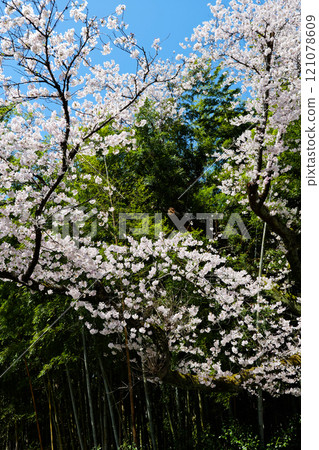 2024年藍天、竹林新綠、櫻花盛開 2024年藍天、竹林新綠、櫻花盛開 121078609