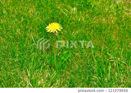 蒲公英 蒲公英 121078688